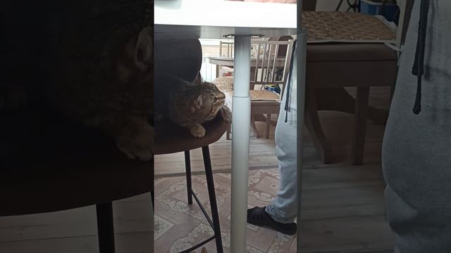 васька отличный помощник смотреть онлайн