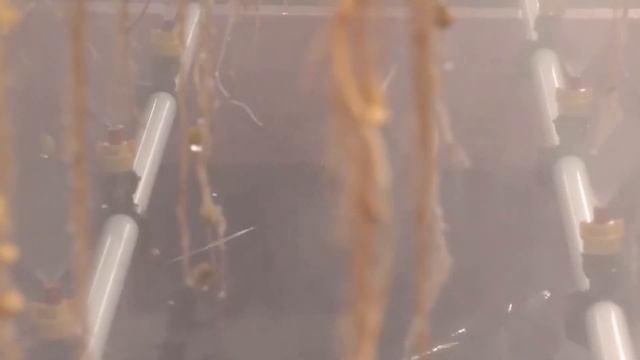 СОВРЕМЕННЫЕ ТЕХНОЛОГИИ  ВЫРАЩИВАНИЯ  КАРТОФЕЛЯ. ВЫРАЩИВАНИЕ КАРТОФЕЛЯ В АЭРОПОНИКЕ