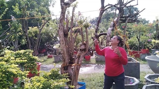 LETS TRIM GIANT BOUGAINVILLEA HERE AT ROYALE GARDEN смотреть онлайн