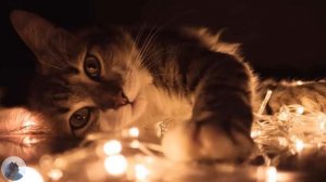 К Чему Снятся Кошки. Сонник