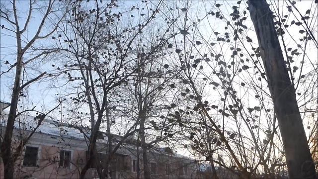 Птичье царство в центре Хабаровска смотреть онлайн