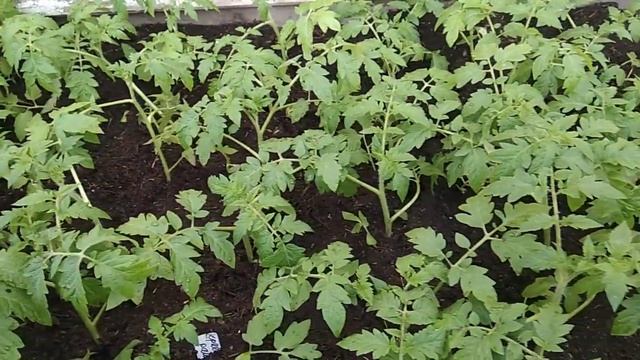 Сибирь. Высадила в рассадник детерминантные сорта томатов для продажи смотреть онлайн