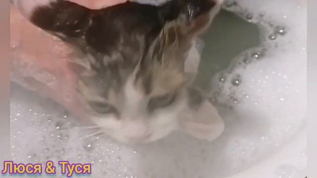 Кошка и вода, или Почему коты боятся воды и не любят купаться? смотреть онлайн