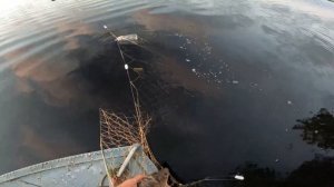 Рыбалка сетями! Реальный улов золотого карася!