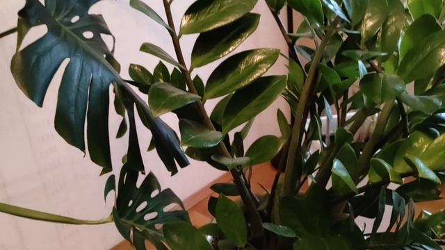 Обзор КОМНАТНЫХ РАСТЕНИЙ - КРУПНОМЕРОВ гостиной в марте 2023. Немного об уходе. смотреть онлайн