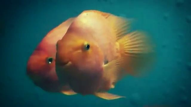 Говорящая рыбка смотреть онлайн