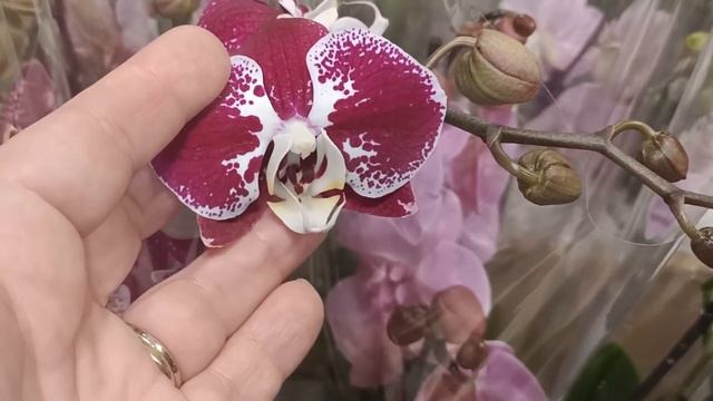 Еду за посылкой с сюрпризными орхидейками!?