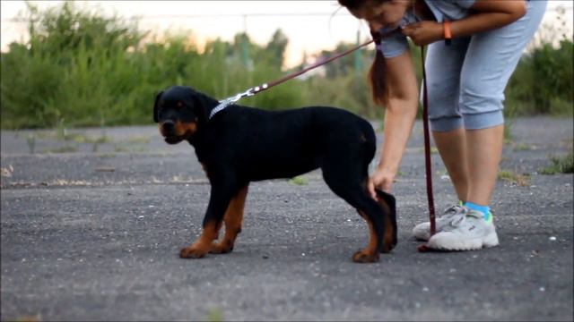Ротвейлер Ребекка Чикаго Стайл 4 месяца смотреть онлайн