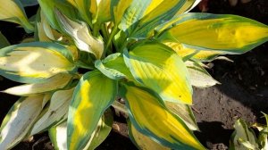 #дизайнсада  #ОранжМармелад / Хоста гибридная Оранж Мармелад( лат. hosta Orange Marmalade)