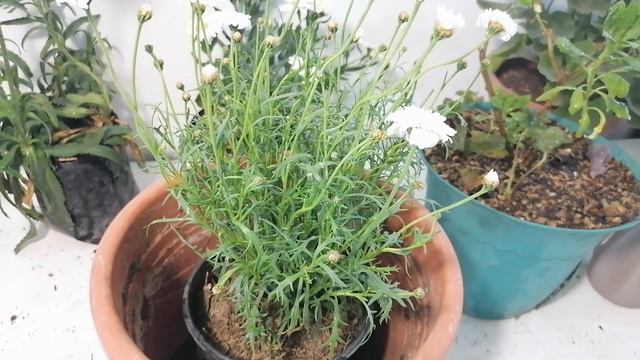 Guía de la margarita chuyito jardinero смотреть онлайн