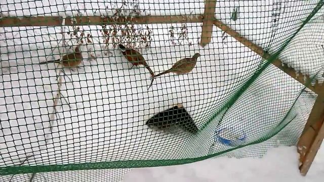 У вольера сорвало крышу // Разведение фазанов // Нескучная жизнь в деревне смотреть онлайн