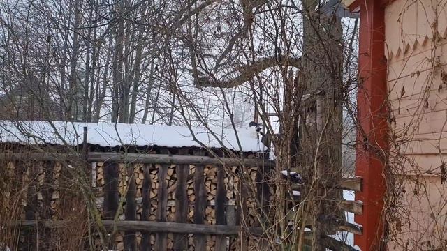 Резвящиеся зверюшки, пляшущие человечки и тяжёлый снег. смотреть онлайн