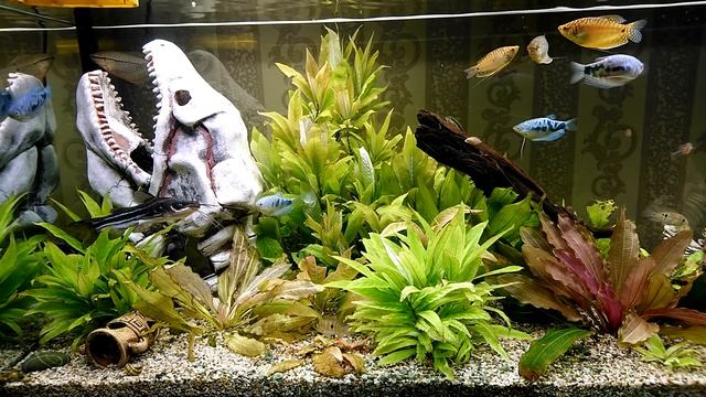 Съемка скрытой камерой аквариума \ Shooting fish with a hidden camera while I'm not at home смотреть онлайн