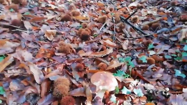 Champignon : cèpes de bordeaux in Normandie #France смотреть онлайн