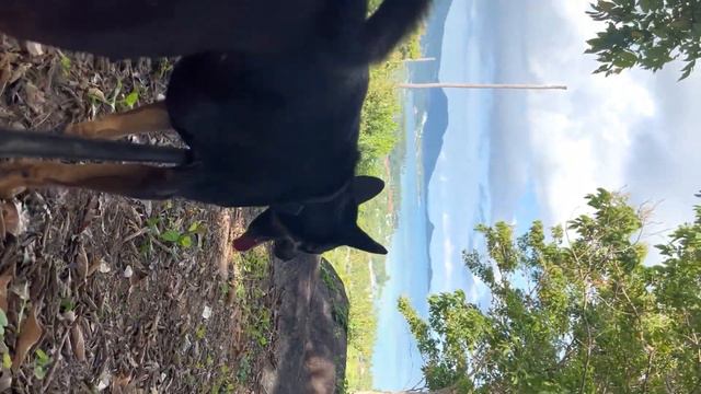 Как лететь с собакой ? Сколько стоит перелёт собаки , смотреть онлайн