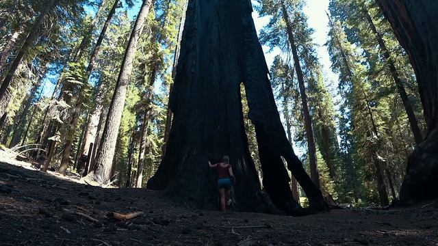 НАЦИОНАЛЬНЫЙ ПАРК СЕКВОЙЯ. СЕКВОЙЯ-ГИГАНТСКИЕ ДЕРЕВЬЯ. смотреть онлайн