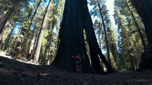 НАЦИОНАЛЬНЫЙ ПАРК СЕКВОЙЯ. СЕКВОЙЯ-ГИГАНТСКИЕ ДЕРЕВЬЯ.