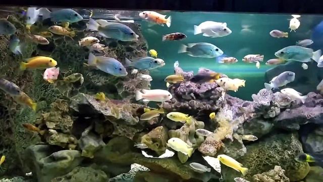 Океанариум . Крокус сити. (часть вторая). Моря-реки-водоёмы. смотреть онлайн