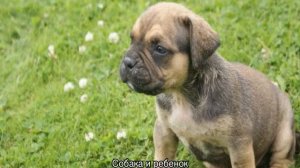 Аланский дог: порода собак алано, особенности