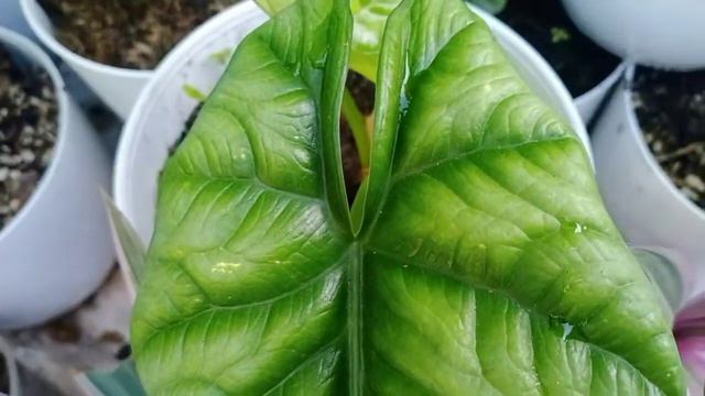 Alocasia Dragon Scale смотреть онлайн
