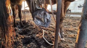 Копытная гниль у лошади.