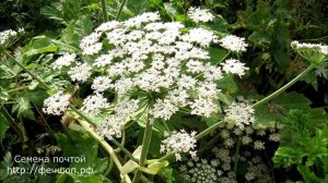 Откуда взялся борщевик Сосновског