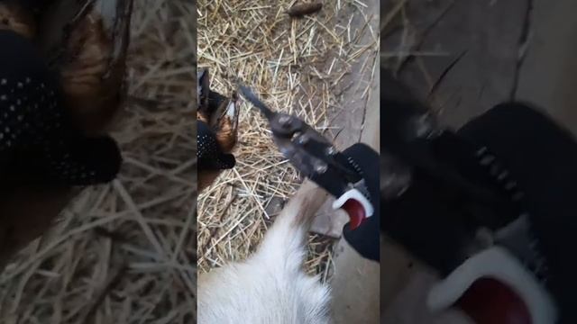 Стрижка (обрезка) копыт у козы смотреть онлайн