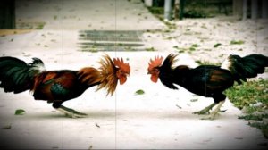 Что делать, если петух громко кукарекает