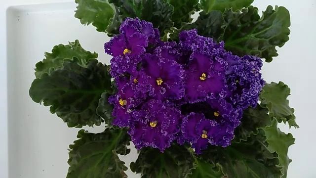 Reigning Beauty. Фиалки в Санкт-Петербурге. смотреть онлайн