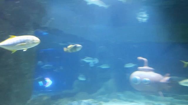 РЫБА-КРОКОДИЛ С человеческими глазами, большие и маленькие акулы, красивые и некрасивые рыбы на дне