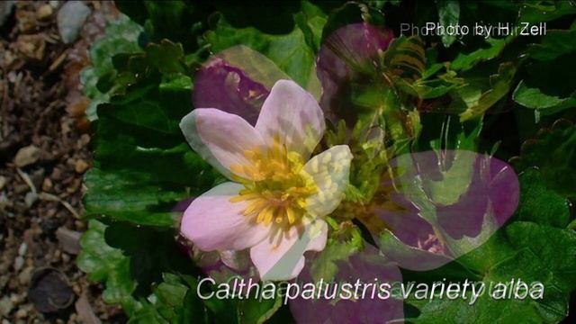 Marsh Marigold (Caltha Palustris)
