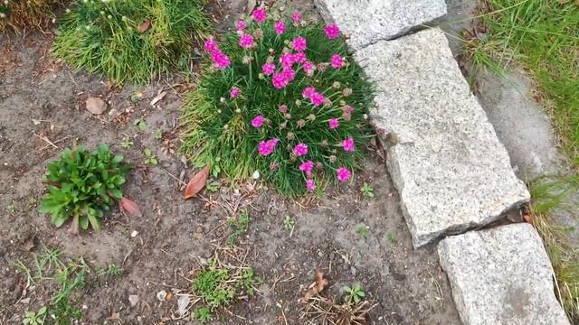 Армерия приморская пора цветения май. Армерия на второй год.