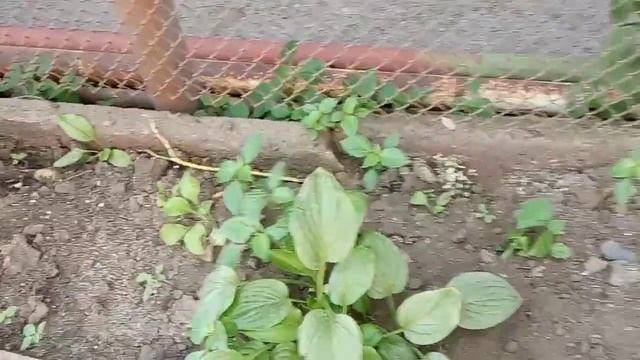 Как чувствуют себя растения в жару? Прогулка по саду, 11 июля. смотреть онлайн