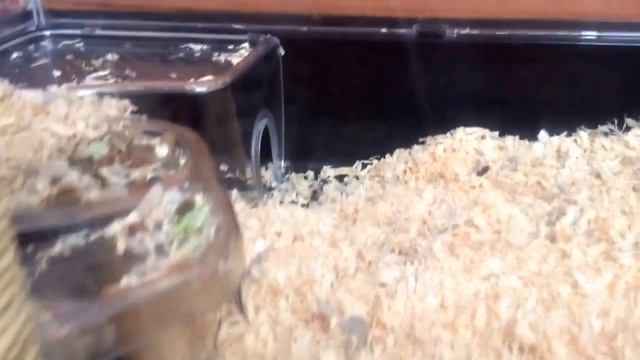 Gerbils :3 Cactus, Dino and Inga смотреть онлайн