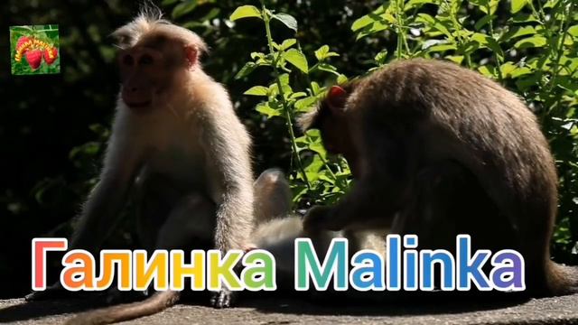 Деревенский дневник очень многодетной мамы /Покаяние/Хейтерам хана, Леля идет в суд /Обзор смотреть онлайн
