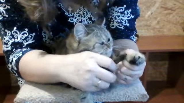 Как подстричь когти, если киса против? Часть 2 смотреть онлайн