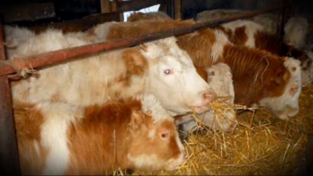 Откорм быков быстрым способом в домашних условиях