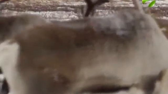 На Гыданском полуострове проходит уникальная экспедиция смотреть онлайн