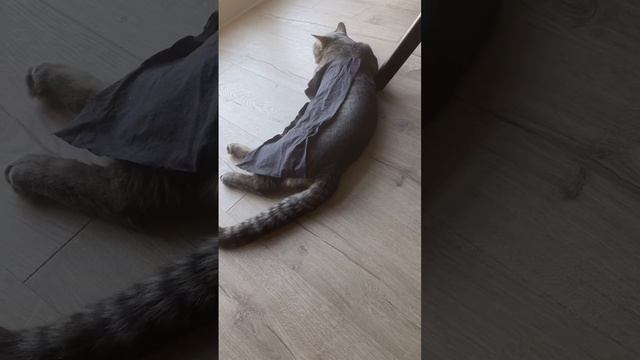 Все лучшее для питомца ? #кот #кошки #котики смотреть онлайн