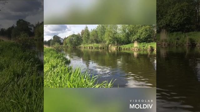 Красивый прыжок в реку. Немецкая овчарка Фаста || плавание смотреть онлайн