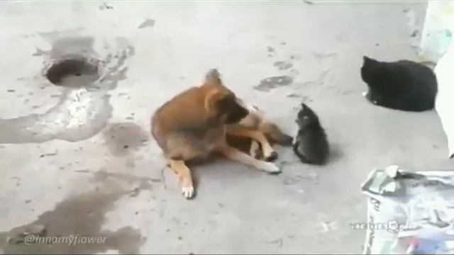 Кошка привела котят, познакомится со своим лучшим другом собакой смотреть онлайн