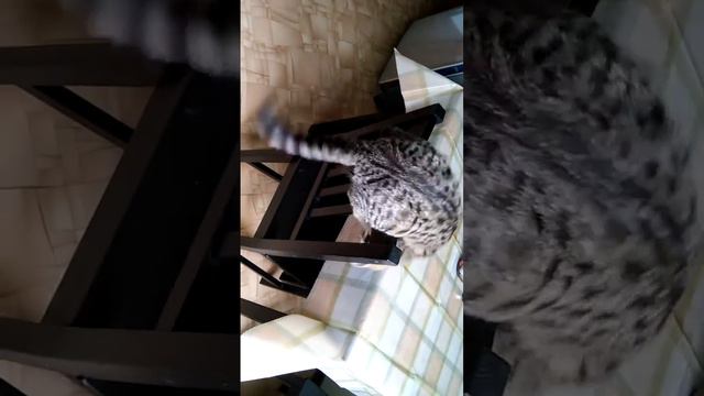 Люси, стул и хвост смотреть онлайн