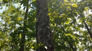 ЧЕРНАЯ БЕРЕЗА