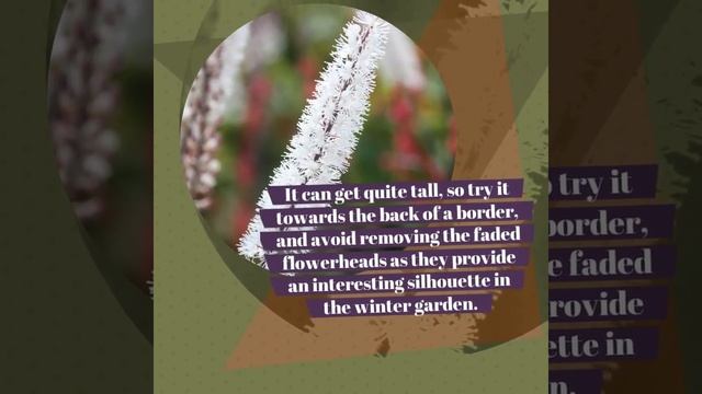 Actaea Simplex 'Atropurpurea Group'