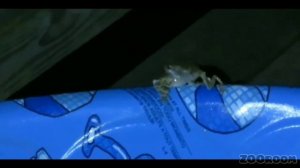 ЛЯГУШКИ ОРУТ! Очень смешное видео. Часть 2