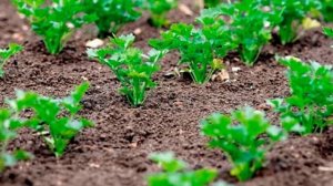 Посадка и уход за петрушкой в открытом грунте