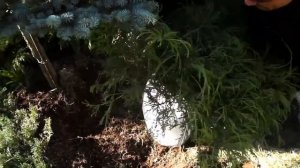 Кипарисовик горохоплодный "Filifera Nana" / Пересадка взрослого растения