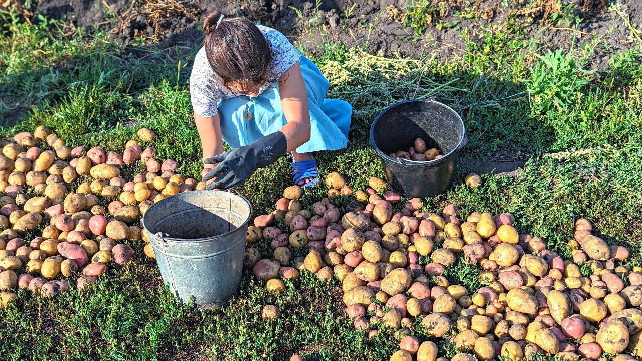 Урожай картофеля увеличится вдвое если во время цветения и сразу после него опрыскать этим по листу. смотреть онлайн