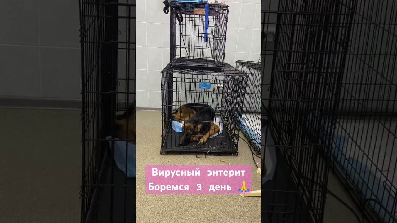 У сараби вирусный энтерит … #germanshepherd #немецкая_овчарка #энтерит смотреть онлайн