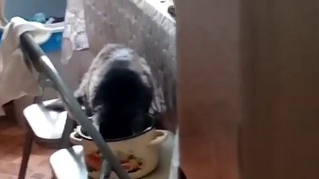 Кот Генка сьел макароны я ему посветил разером смотреть онлайн